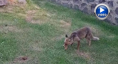 Erzurum'da tilkiye kadayıf dolması yedirdiler