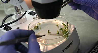 Erzurum'da yerli patates geliştirildi