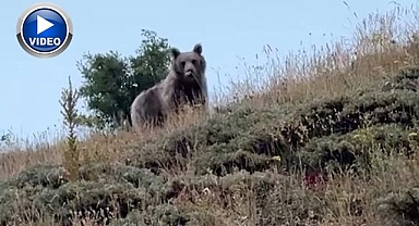 Erzurumlu çoban ayıyı böyle korkutup kaçırdı!