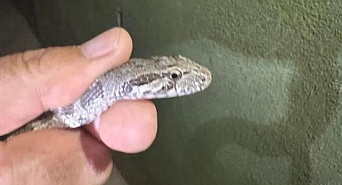 Eve giren yılan korkuttu!