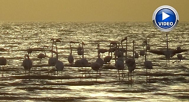 Flamingoların renkli dansı izleyenleri büyüledi