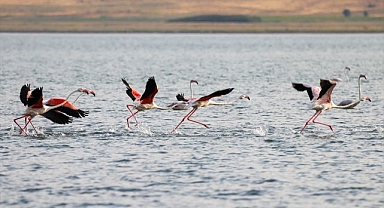 Güzellikleri ile mest ettiler