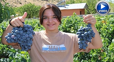 İki asırlık bağlarda hasat vakti