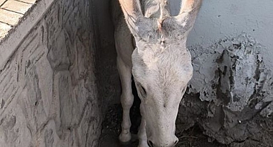 İki duvar arasına sıkıştı