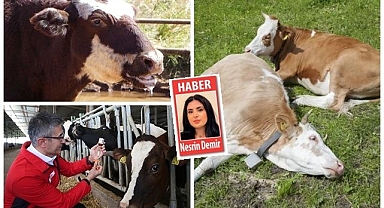 Kabus hortladı! Yarım asır sonra ortaya çıktı