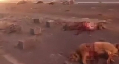 Kamyonet sürüye çarptı: 37 koyun telef oldu