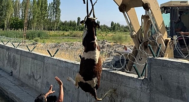 Kanala düşen danayı kurtarma operasyonu