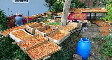 Kayısı kurutma dönemi başladı