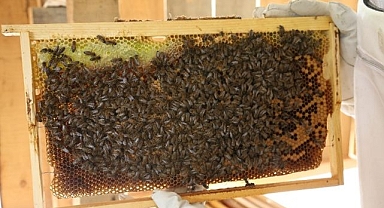 Kestane balının fiyati belli oldu