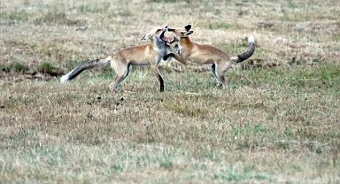 Kızıl tilki yavrularının oyunu kamerada