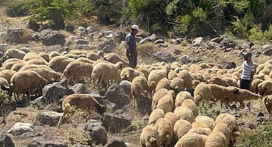 Koyun sürüsüne kurt ve ayı saldırdı