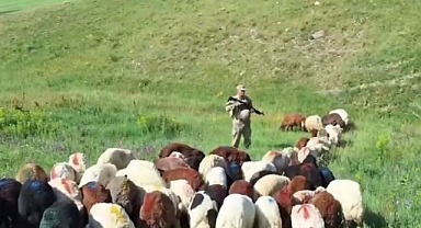 Küçükbaş hayvanları jandarma ekipleri buldu