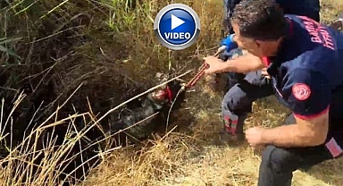 Kuyuya düşen keçi kurtarıldı