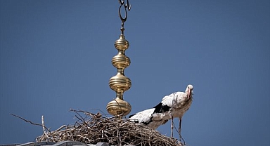 Leylekler cami kubbesini mesken tuttu