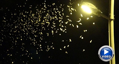 Ölüm dansı bu yıl geç başladı