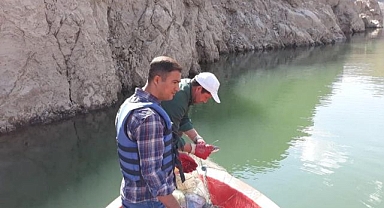 Sazangiller av yasağı sona erdi