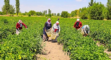Sebze ve meyve üretiminin yükünü çekiyorlar