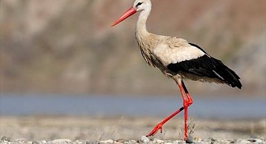 Serin hava leylekleri Erzurum'da konaklattı