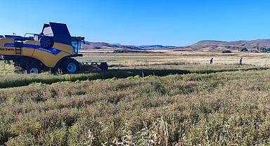 Deneme amaçlı ekmişti.. Şimdi hasat zamanı