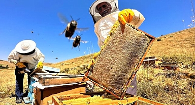 Sıcaklık ve iklim değişikliği bal rekoltesini düşürdü