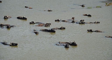 Sıcaktan bunalan hayvanlar nehirde serinliyor