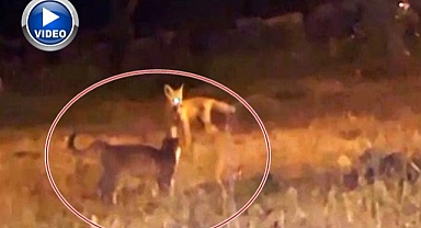 Tilki ile kedilerin oyunu kamerada