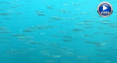 Türkiye'nin en büyük sodalı gölünde sualtı şöleni