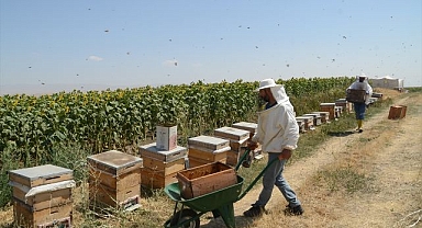 Üniversitede bal hasadı başladı