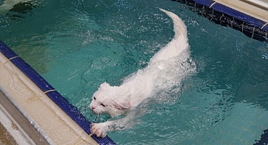 Van kedilerine klimalı ve havuzlu oda konforu