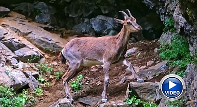 Yaban keçileri havadan görüntülendi