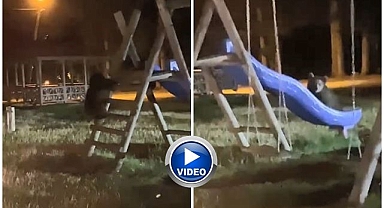 Yavru ayıların kaydırak keyfi...