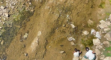 Yavru balıklar tehlikede