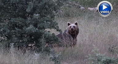 Yaylaları ayılar bastı
