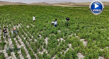 Yetişmez dendi.. Yüksek verimiyle şaşırttı