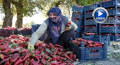 100 tonluk üretim hedefi gerçek oldu!