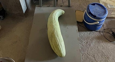 4,5 kiloluk dev acur hayrete düşürdü