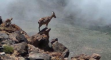 4 bin rakımda vahşi yaşam