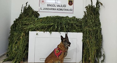 91 kilo esrar ele geçirildi