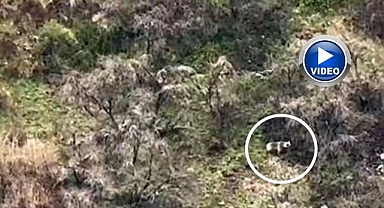 Anne boz ayı 2 yavrusuyla görüntülendi