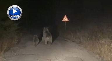 Anne ve yavru ayının sinirli anları