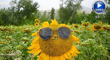 Ayçiçeği tarlaları göz kamaştırıyor