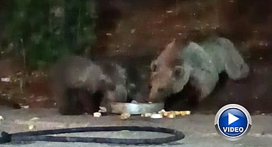 Anne ayı ailesine ziyafet çekti