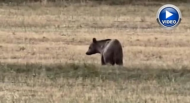 Boz ayı tarlaya indi