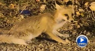 Bu tilki görenleri hayrete düşürüyor!