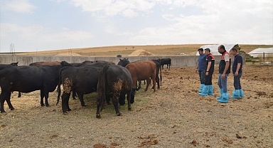 Büyükbaş hayvan sayısı devlet desteğiyle artıyor