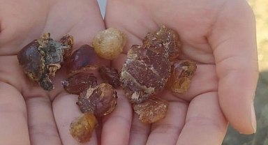 Çam sakızı şifa kaynağı oldu