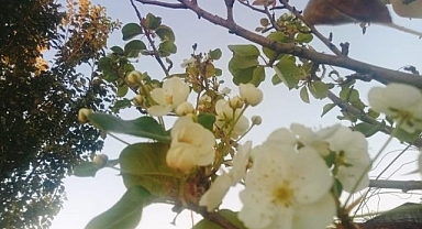 Çiçek açmalara doyamadı... Halbuki....