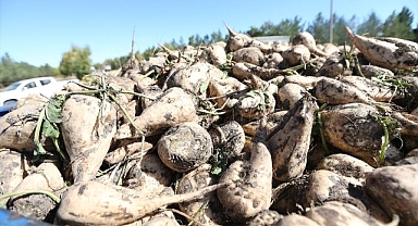 Çiftçinin beklediği gün geldi: Alım başladı