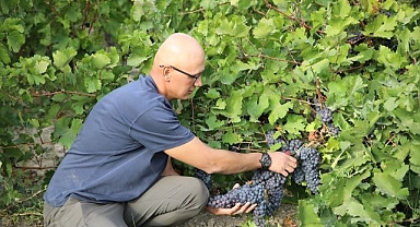 Coğrafi işaretli üzümde hasat sevinci