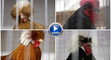 Doğu ve Güneydoğu'nun en süslü tavukları